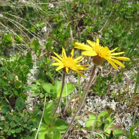 Ferienhaeuser Troester Apartman *