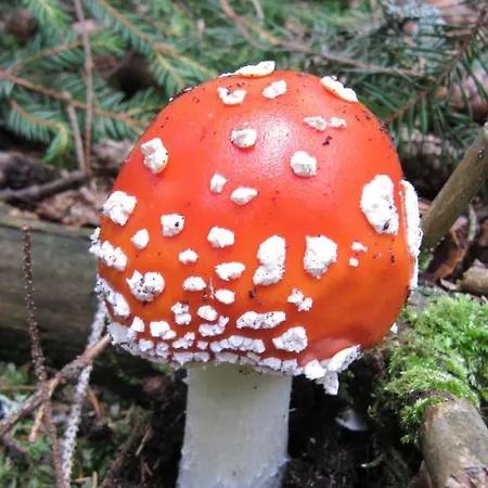 Apartman Ferienhaeuser Troester Bad Kleinkirchheim