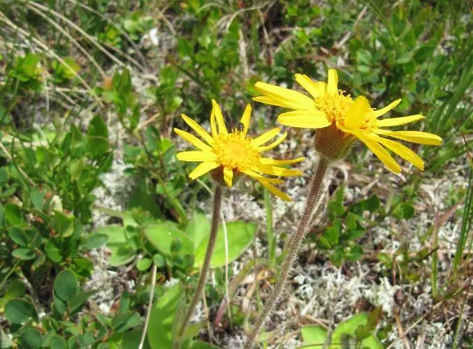 Ferienhaeuser Troester Apartament *