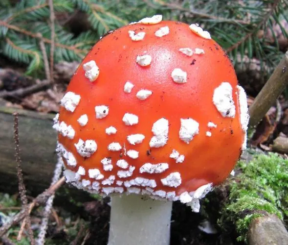 דירה Ferienhaeuser Troester באד קליניקירשהיים